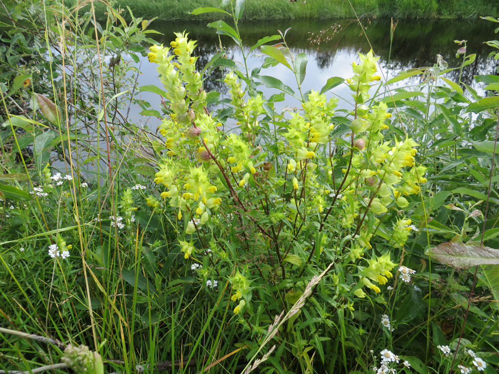 Изображение особи Rhinanthus serotinus.