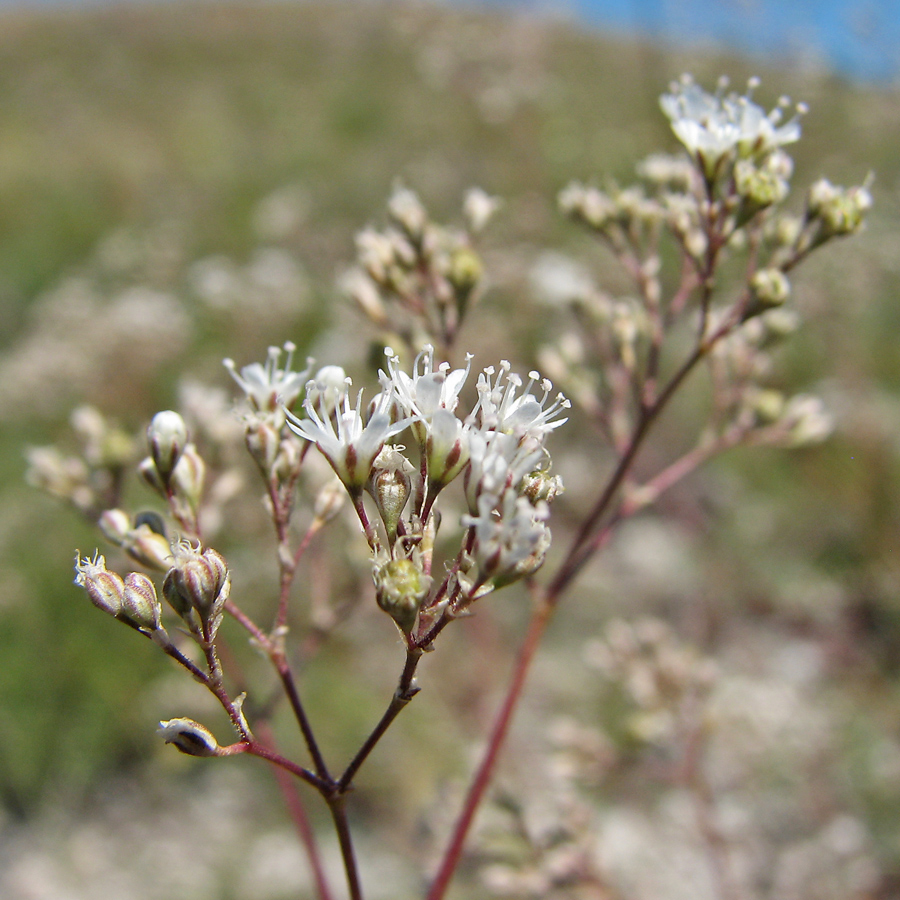 Image of Gypsophila altissima specimen.