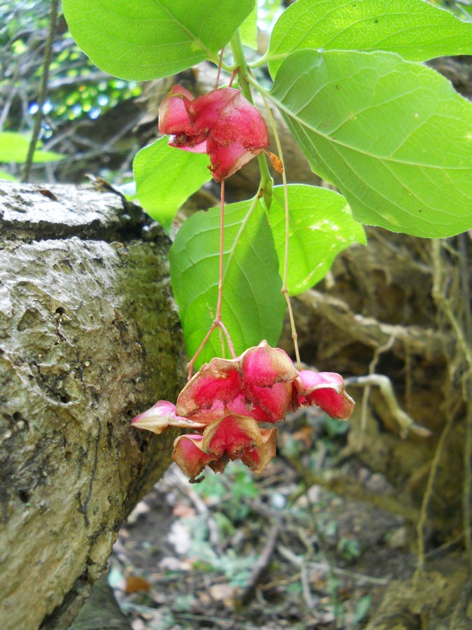 Изображение особи Euonymus latifolius.