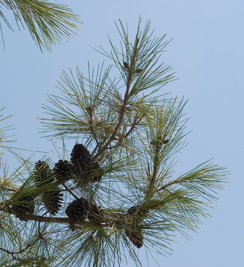 Изображение особи Pinus brutia.