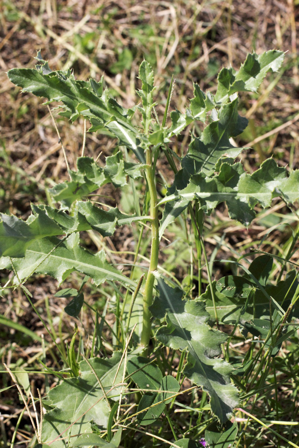 Изображение особи Cirsium ochrolepideum.