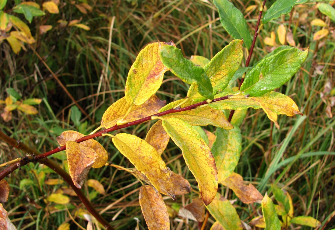 Изображение особи Salix lapponum.
