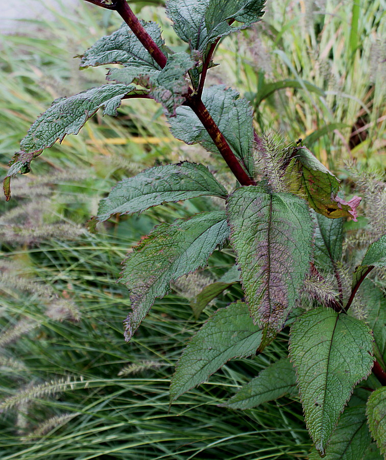 Image of Eupatorium purpureum specimen.