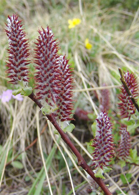 Image of Salix kazbekensis specimen.