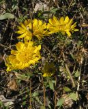 Grindelia squarrosa. Верхушки побегов с соцветиями. Саратовская обл., Энгельсский р-н, на железнодорожной насыпи. 14 октября 2012 г.