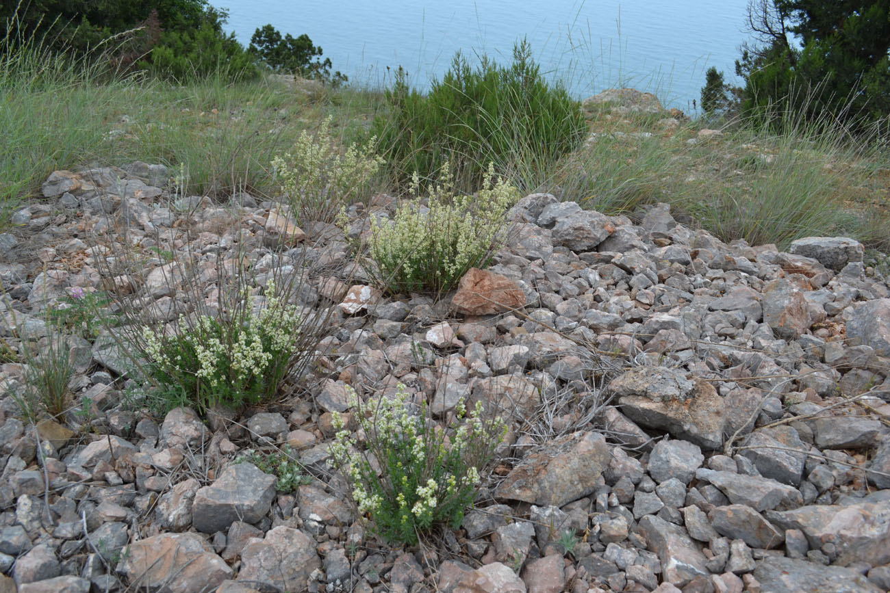 Image of Galium juzepczukii specimen.