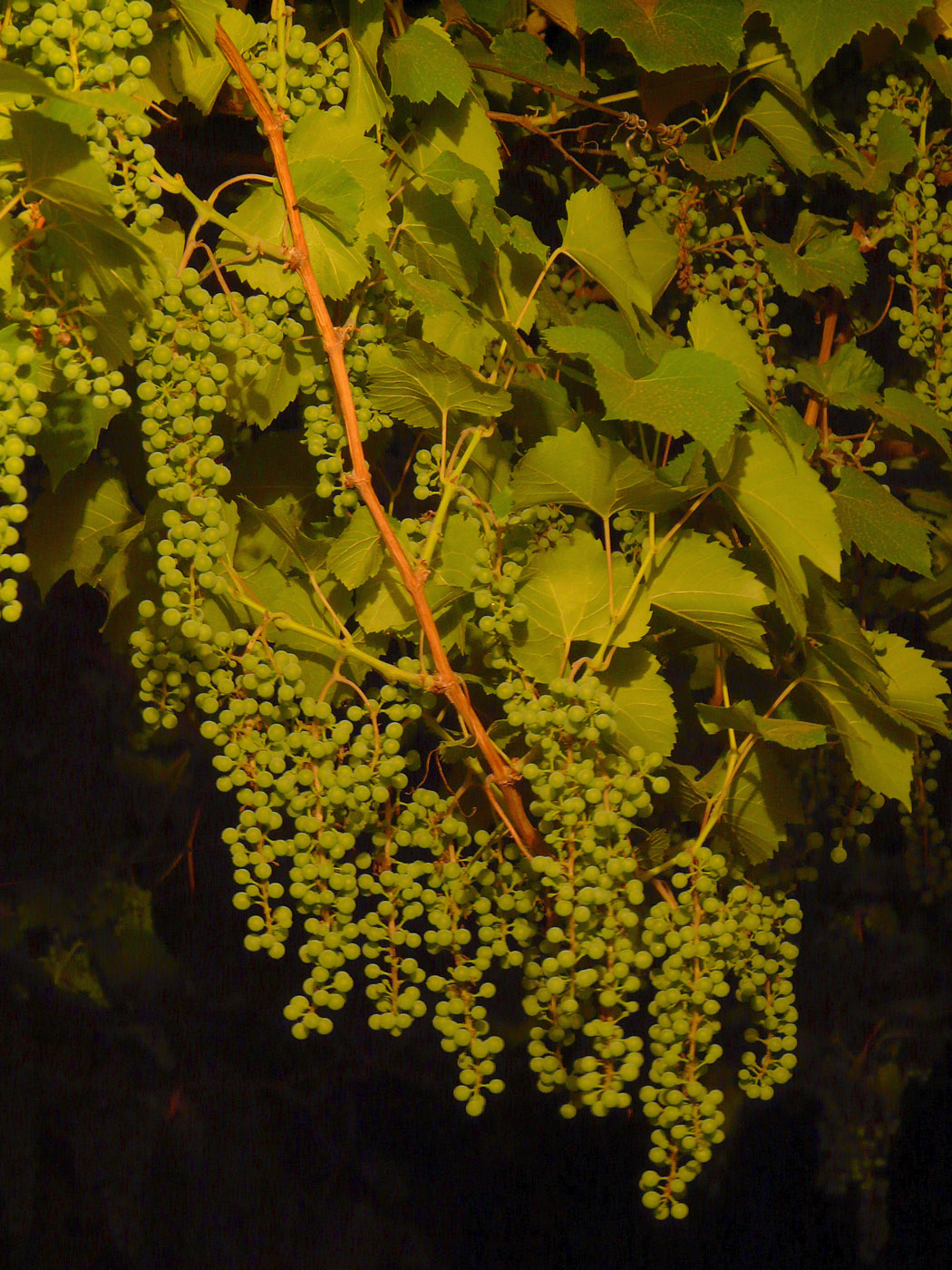 Image of Vitis &times; bacoi specimen.