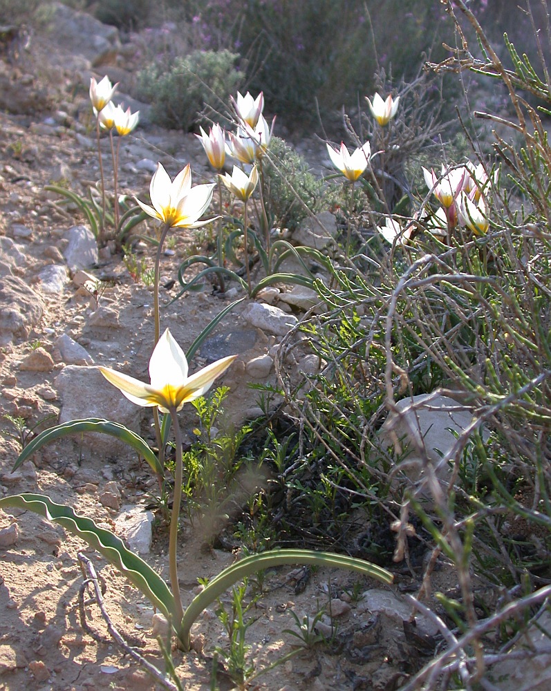 Image of Tulipa biflora specimen.