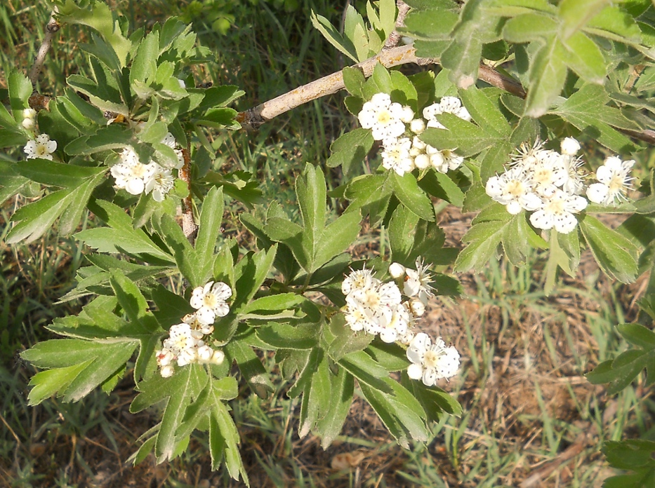 Image of Crataegus meyeri specimen.