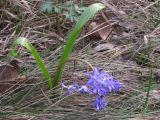 Scilla bifolia