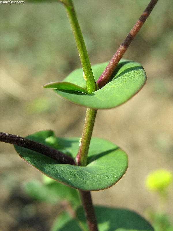 Изображение особи Lepidium perfoliatum.