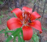 Lilium pensylvanicum. Цветок с кормящейся бабочкой. Иркутская обл., окр. г. Бодайбо, левый борт долины р. Витим, густой молодой сосняк. 04.07.2012.