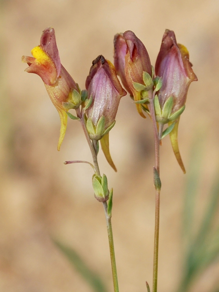 Изображение особи Linaria popovii.