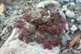 Geranium robertianum. Вегетирующее растение. Карачаево-Черкесия, Зеленчукский р-н, Нижний Архыз, берег р. Большой Зеленчук. 27.10.2012.