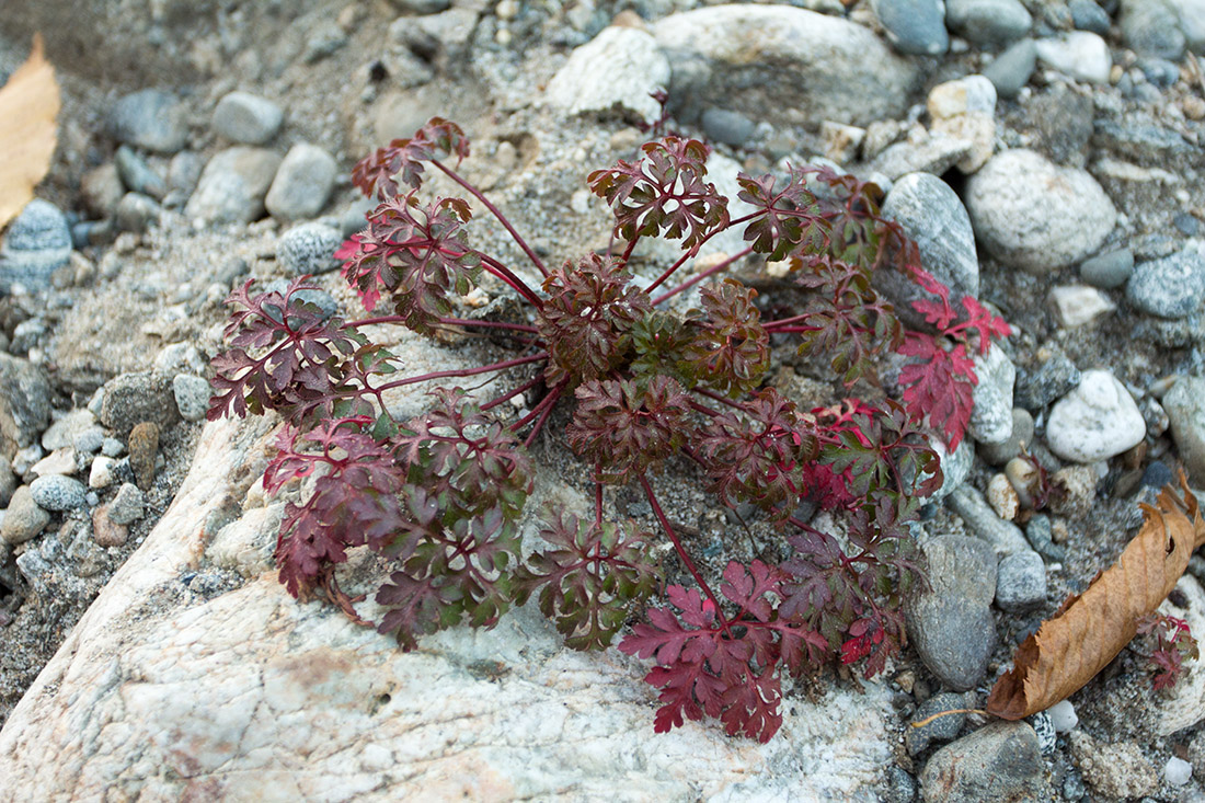 Изображение особи Geranium robertianum.