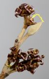Hamamelis × intermedia. Верхушка веточки с отцветшими соцветиями. Германия, г. Кемпен, в парке. 06.02.2013.