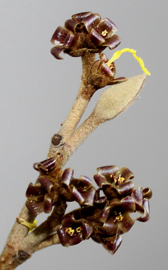 Image of Hamamelis &times; intermedia specimen.
