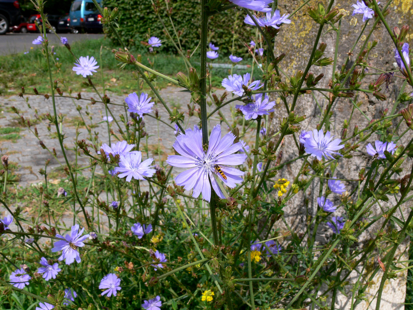 Image of Cichorium intybus specimen.