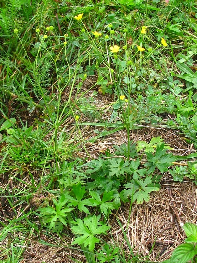 Image of Ranunculus acris specimen.