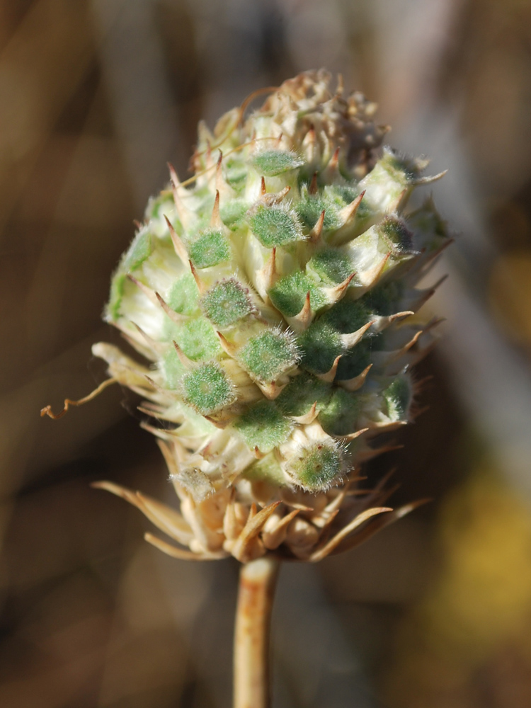 Изображение особи Dipsacus dipsacoides.