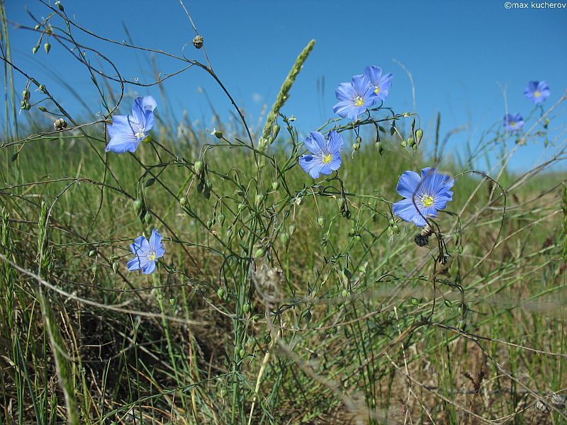 Изображение особи Linum austriacum.