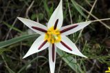 Tulipa bifloriformis