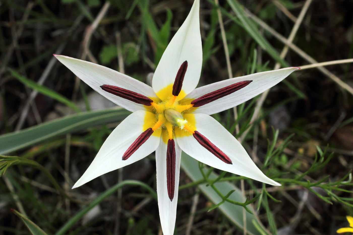 Image of Tulipa bifloriformis specimen.