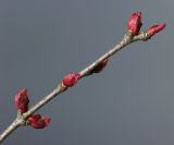 Cercidiphyllum japonicum. Верхняя часть побега с развивающимися почками. Германия, г. Кемпен, в парке. 01.04.2013.