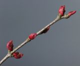 Cercidiphyllum japonicum. Верхняя часть побега с развивающимися почками. Германия, г. Кемпен, в парке. 01.04.2013.