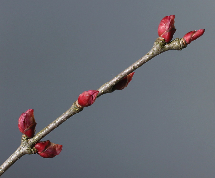 Изображение особи Cercidiphyllum japonicum.