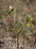 Cerastium crassiusculum. Верхняя часть цветущего растения. ЮВ Крым, Карадаг, Карадагская балка. 19 апреля 2013 г.