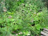 Eupatorium cannabinum