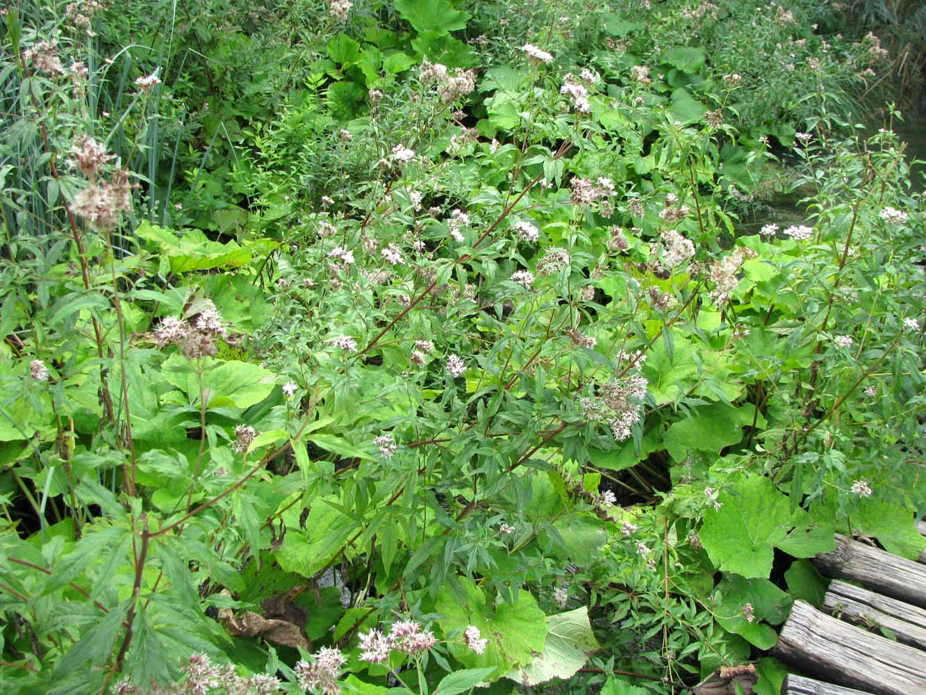 Изображение особи Eupatorium cannabinum.