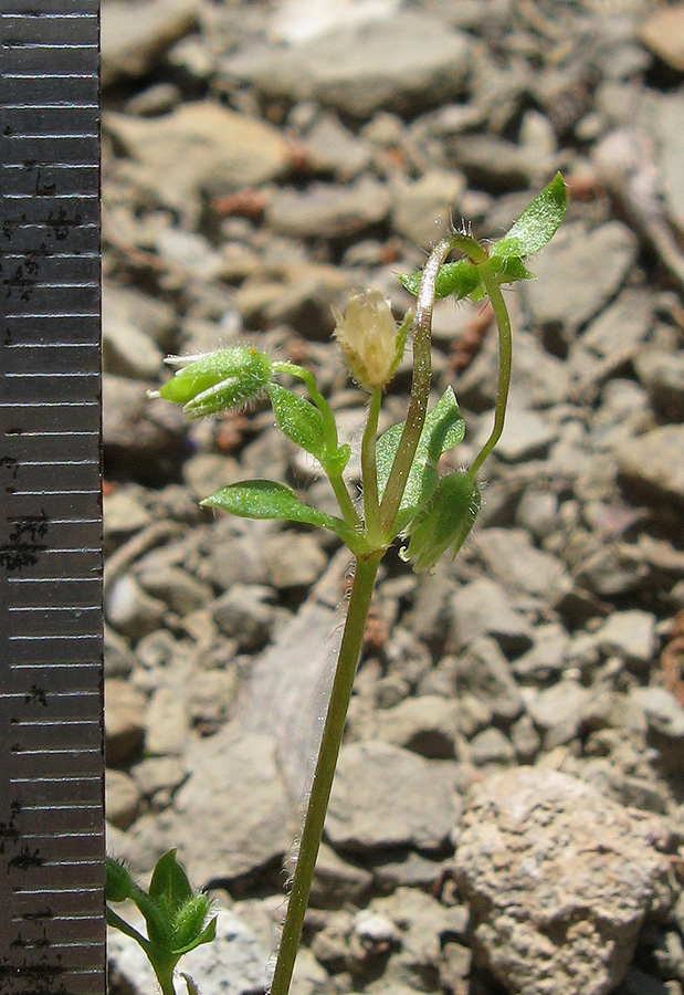 Image of Stellaria pallida specimen.