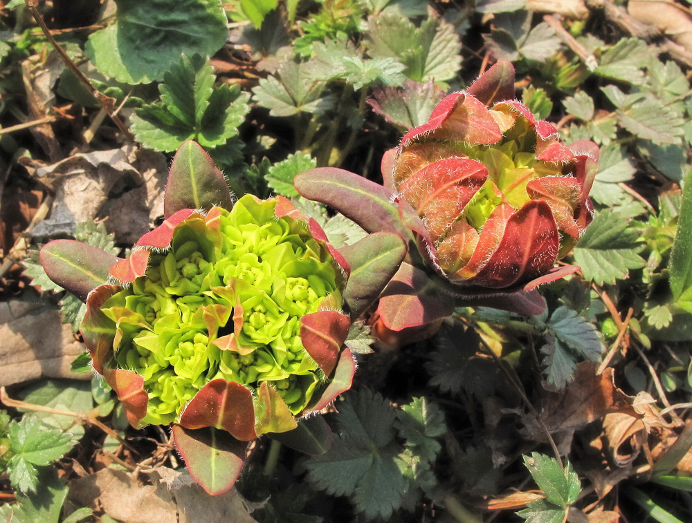 Image of Euphorbia lucorum specimen.