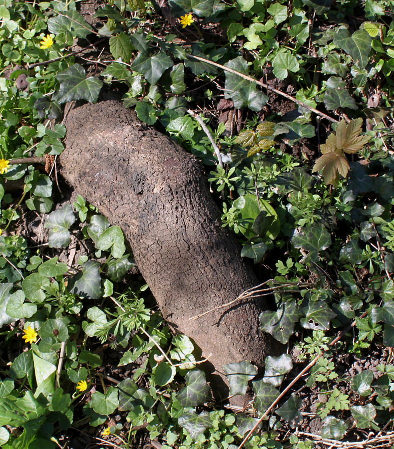 Image of Cercis siliquastrum specimen.