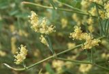 Ephedra distachya