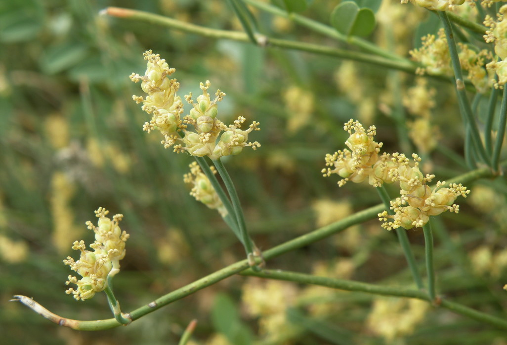 Изображение особи Ephedra distachya.