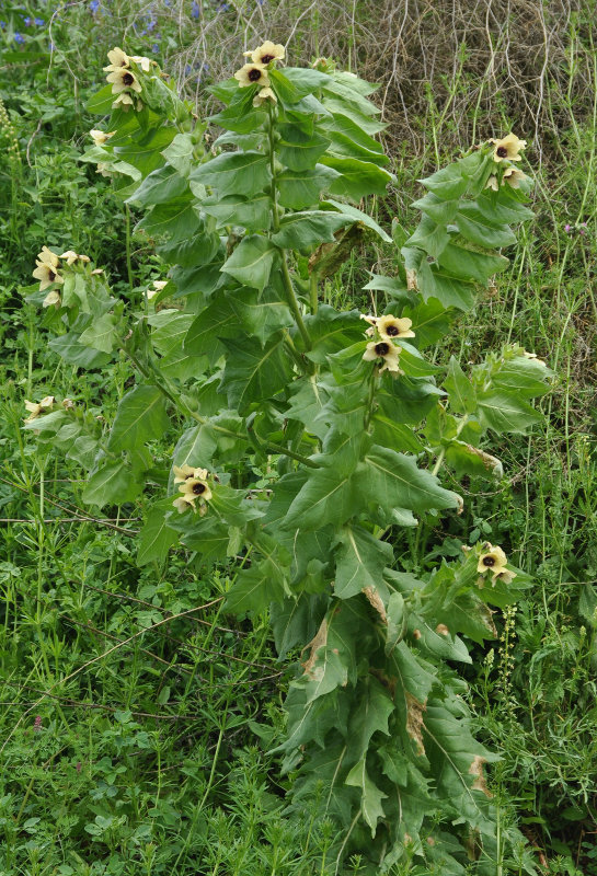 Изображение особи Hyoscyamus niger.