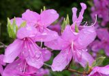 Rhododendron reticulatum