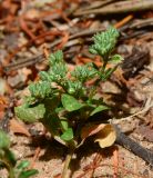 Polycarpon tetraphyllum. Верхушка побега цветущего и плодоносящего растения. Израиль, Шарон, г. Герцлия, рудеральное местообитание. 02.06.2013.