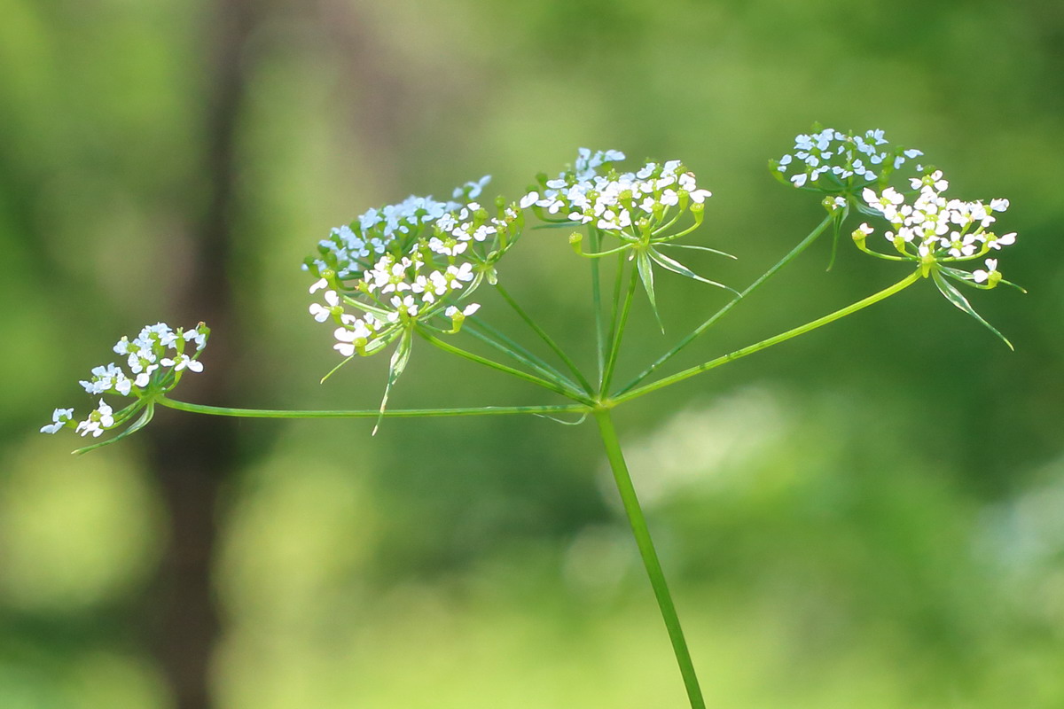 Image of Chaerophyllum bulbosum specimen.