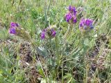 Oxytropis strobilacea