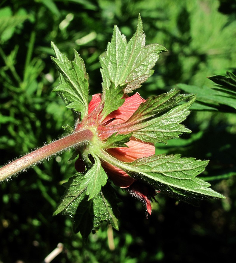 Изображение особи Geum rivale.