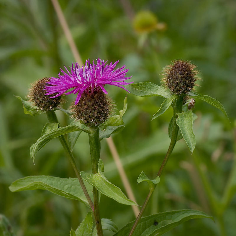 Изображение особи Centaurea phrygia.