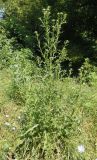 Cirsium vulgare