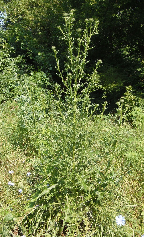 Изображение особи Cirsium vulgare.