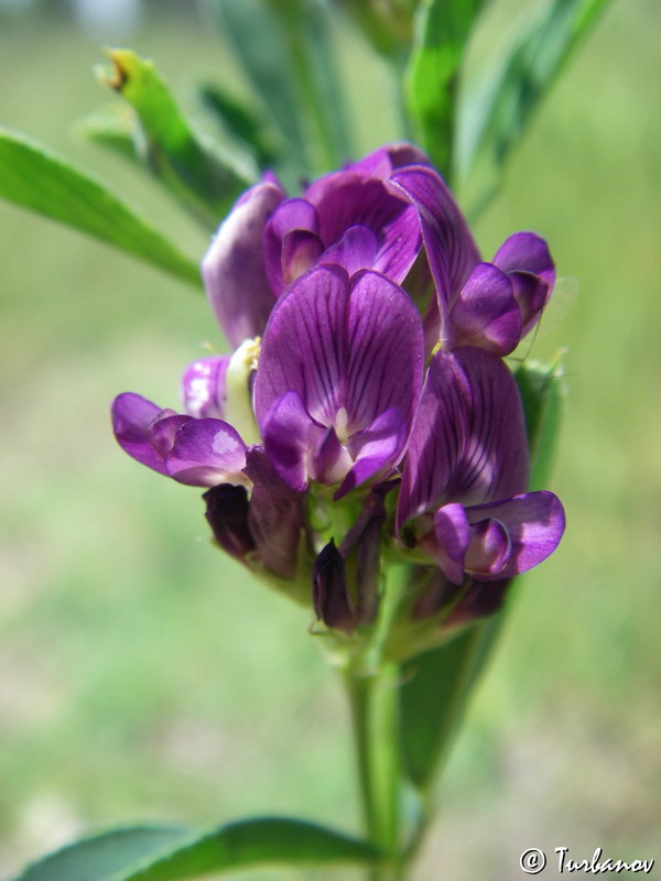 Image of Medicago sativa specimen.