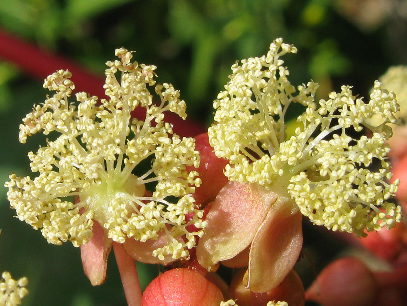 Изображение особи Ricinus communis.