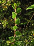 Cotoneaster horizontalis. Верхушка побега. Краснодарский край, окр. г. Геленджик, склон прибрежной горы, озеленение в районе канатной дороги. 31.07.2013.